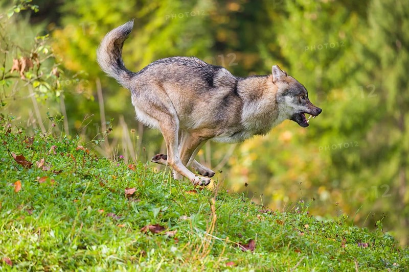 A eurasian gray wolf (Canis lupus lupus) runs across a meadow down a hill. Early morning light