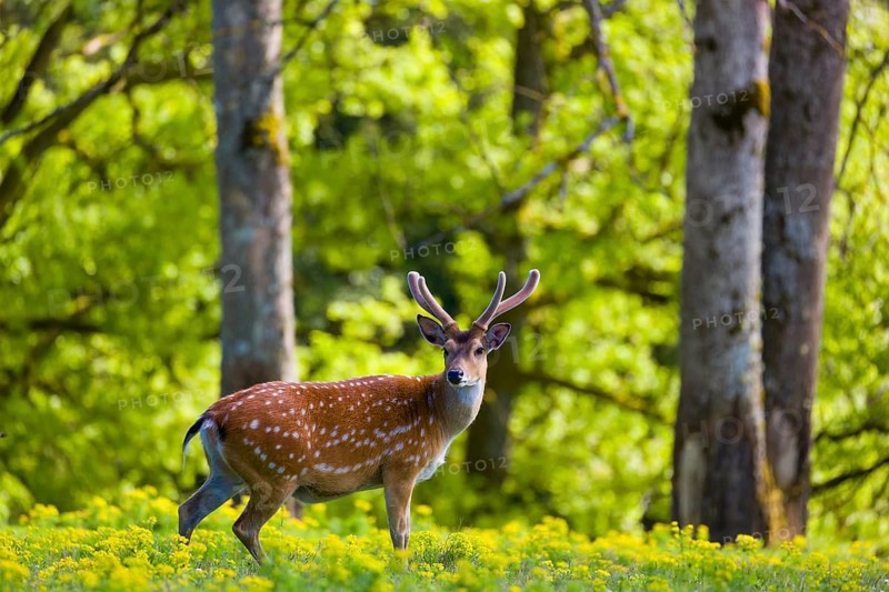 One male Manchurian sika deer or Dybowski's sika deer (Cervus nippon mantchuricus or Cervus nippon dybowskii) stands on a meadow on hilly ground. A forest in the background