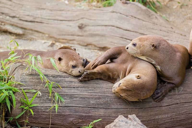 A family of giant otter or giant river otter (Pteronura brasiliensis) rest on a river bank