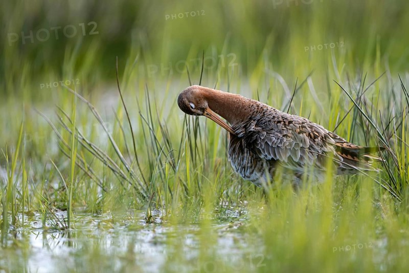 Black-tailed godwit (Limosa limosa), preening itself, plumage care, in a wet meadow, backlit, Ochsenmoor, Dümmer, Lemförde, Lower Saxony, Germany, Europe
