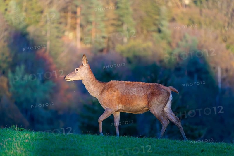 A red deer hind (Cervus elaphus) runs across a meadow on top of a hill in the beautiful morning light