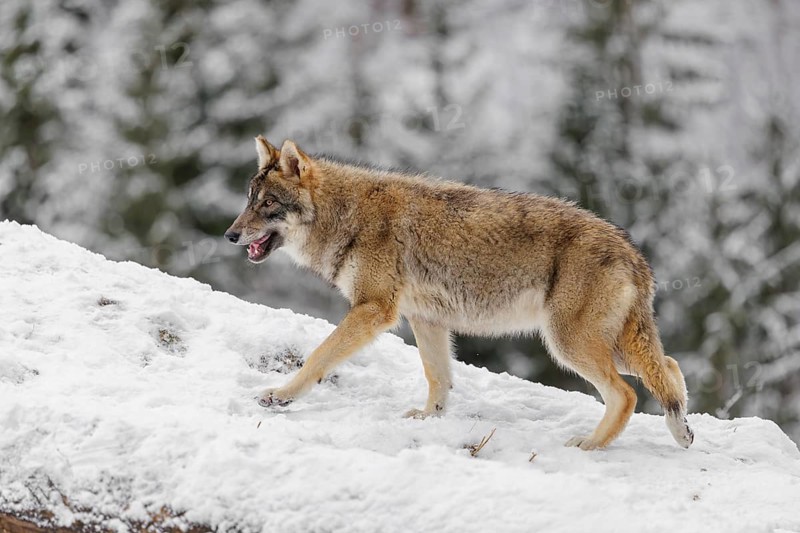 A young grey wolf (Canis lupus lupus) runs across the sloping, snow-covered meadow at the edge of a forest on a cold, cloudy day