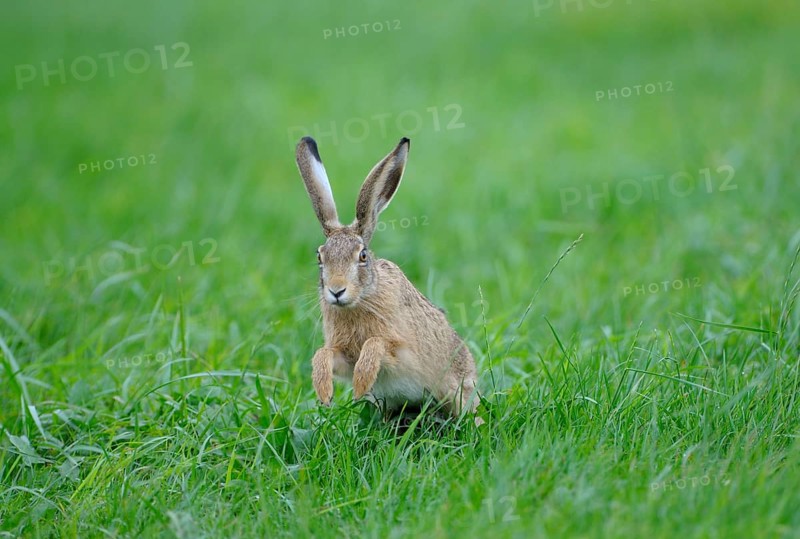 European brown hare, Dingdener Heide nature reserve, North Rhine-Westphalia, Germany, Europe