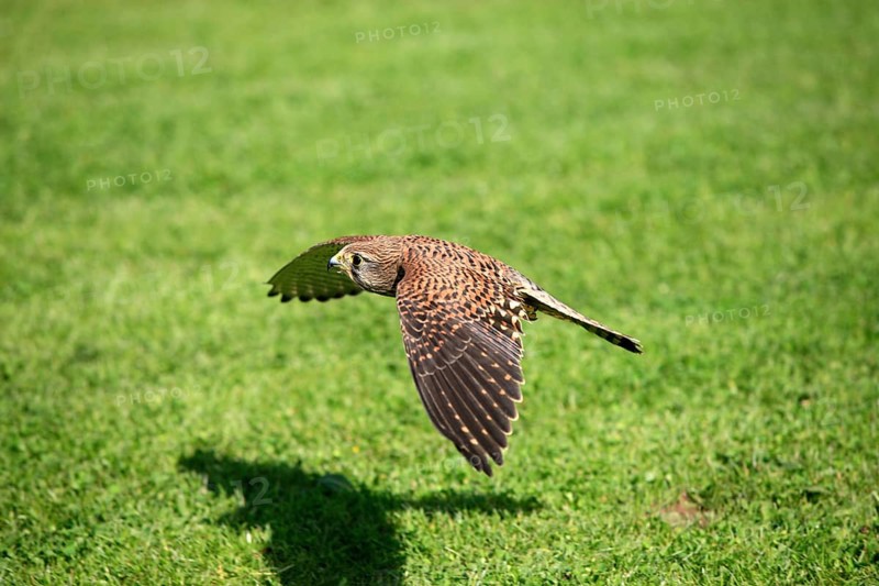 Common Kestrel (Falco tinnunculus), female, Germany, side, Europe