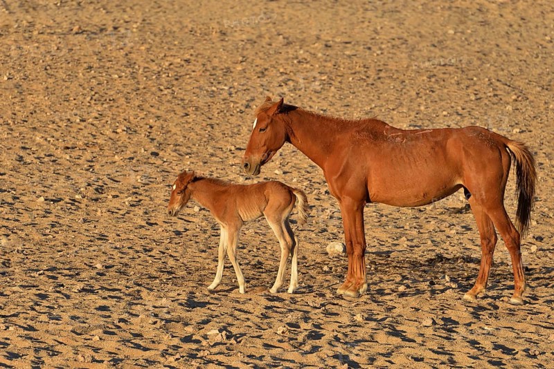 Desert Horses, Namib desert horses or Namibs (Equus ferus), mother and foal, Garub near Aus, Karas Region, Namibia, Africa