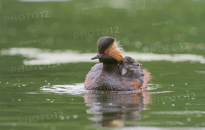 Black-necked Grebe (Podiceps nigricollis) with young bird in plumage on the back, swims in the water, Bavaria, Germany, Europe