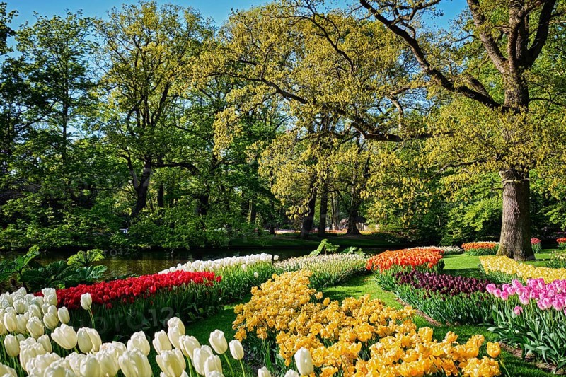 Blooming pink tulips flowerbeds in Keukenhof flower garden, also known as the Garden of Europe, one of the world largest flower gardens and popular tourist attraction. Lisse, the Netherlands