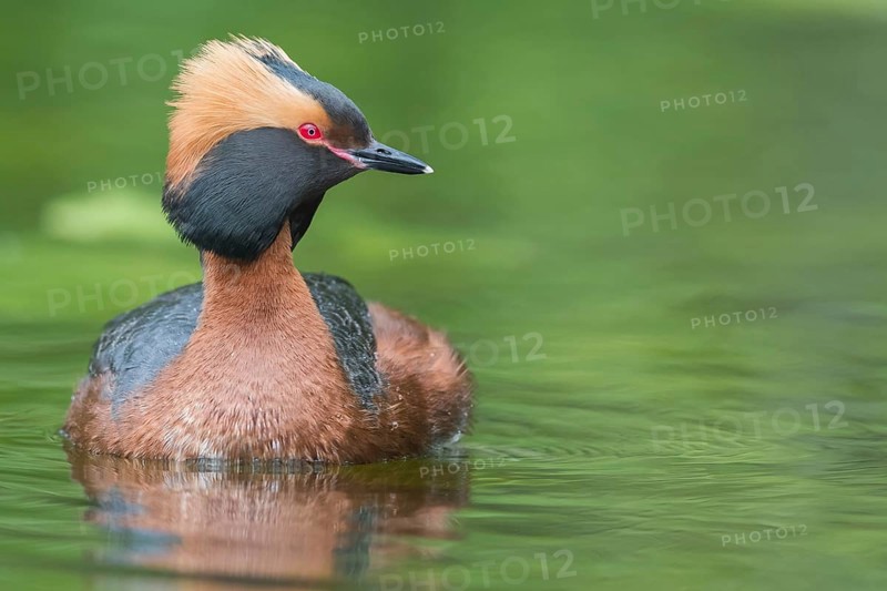 Horned Grebe (Podiceps auritus) swims in water, Västergotland, Sweden, Europe