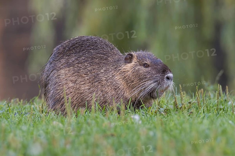 Nutria (Myocastor coypus) sits in a meadow, Lower Austria, Austria, Europe