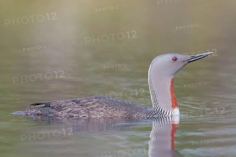 Red-throated diver (Gavia stellata) swims in the water, Dalarna, Sweden, Europe