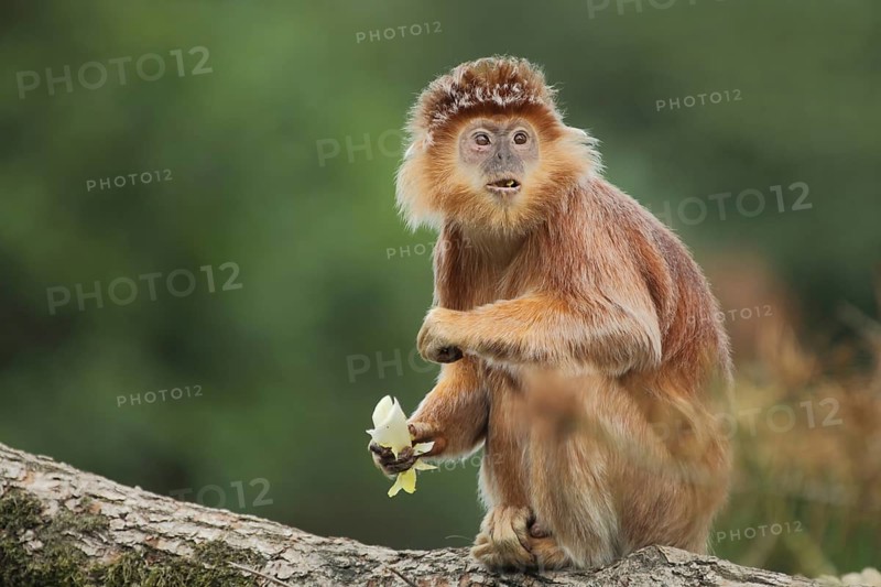 Javan lutung (Trachypithecus auratus), portrait, adult, feeding, food, sitting, gazing, amazement, facial expression, captive