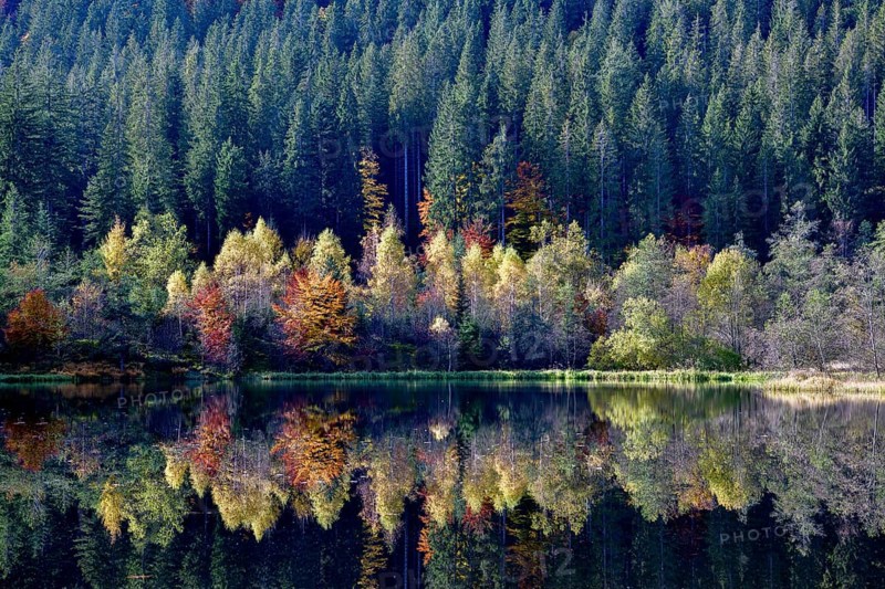 Trees reflected in the Sankenbachsee, Karsee, autumn, near Baiersbronn, Freudenstadt district, Black Forest, Baden-Württemberg, Germany, Europe