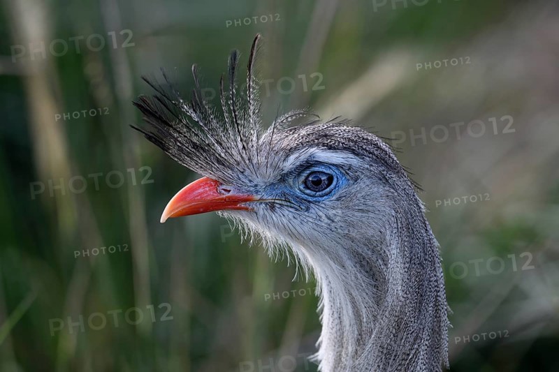 Red-legged seriema (Cariama cristata) at the breeding station of the Conservation Land Trust at the Estancia El Socorro, Portrait, at Colonia Carlos Pellegrini, Esteros del Iberá, Province of Corrientes, Argentina, South America