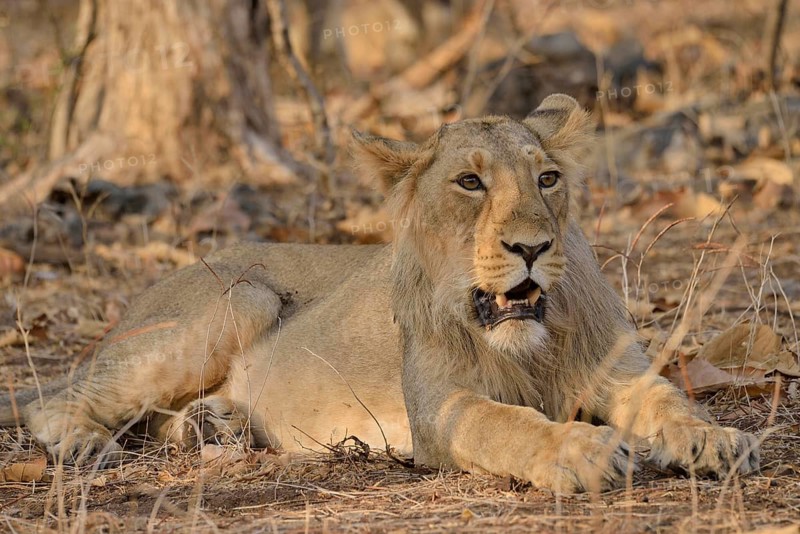 Asiatic Lion (Panthera leo persica), young male, Gir Forest National Park, Gir Sanctuary, Gujarat, India, Asia