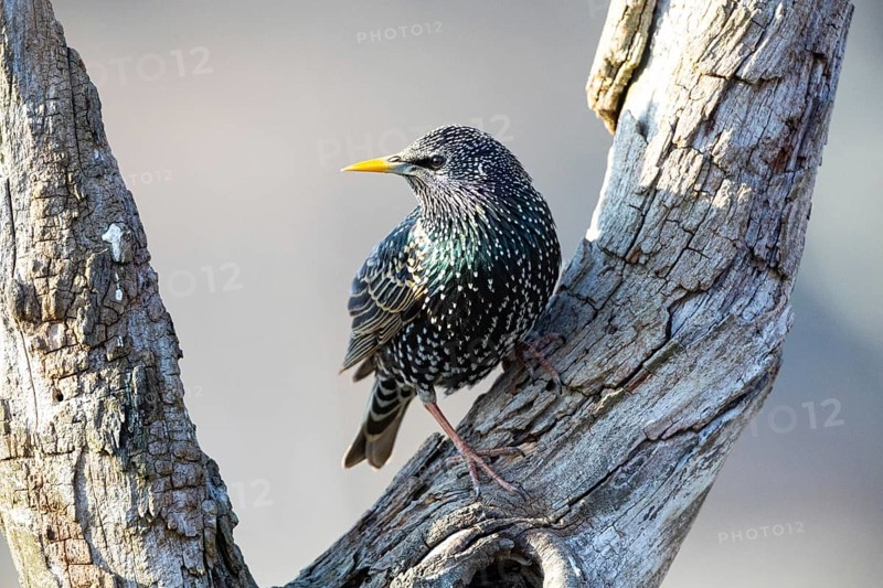 Common starling (Sturnus vulgaris) Germany