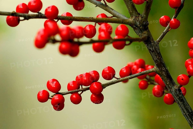 Holly (Ilex aquifolium), berries, holly shell
