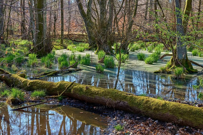 A quiet alluvial forest with reflecting water and green moss on fallen trees, spring, nature reserve Rote Lache by Wolfgang, Wolfgang, Hanau, Hesse, Germany, Europe