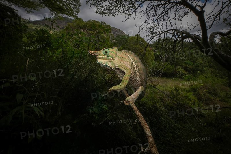 Chameleons (Two-banded chameleon) in the rainforests of Ranomafana National Park