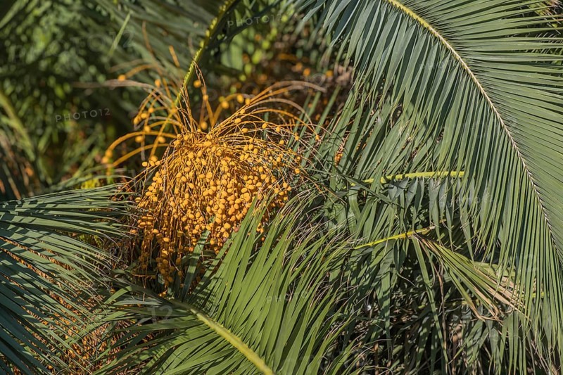 Fruits of a palm tree, Apulia, Italy, Europe