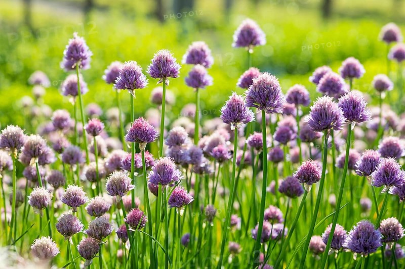 Chives (Allium schoenoprasum) in flower, Germany, Europe