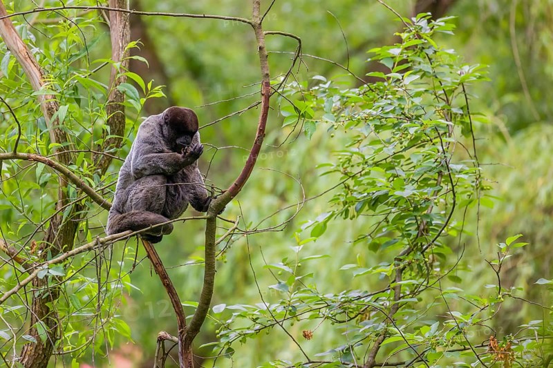 A common woolly monkey, brown woolly monkey, or Humboldt's woolly monkey (Lagothrix lagothricha) climbs in a tree