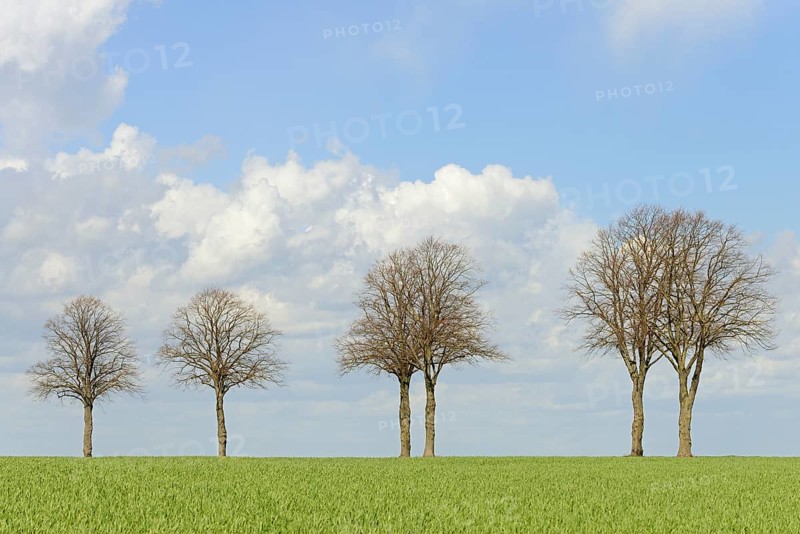 Row of trees, bare lime trees (Tilia) on a green grain field, blue cloudy sky, North Rhine-Westphalia, Germany, Europe