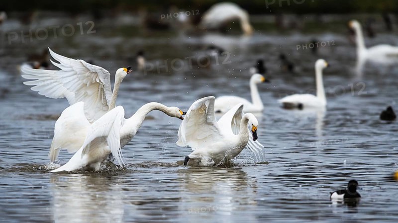 Tundra Swan, Bewick's Swan, Cygnus columbianus at winter in Slimbridge, England, United Kingdom, Europe