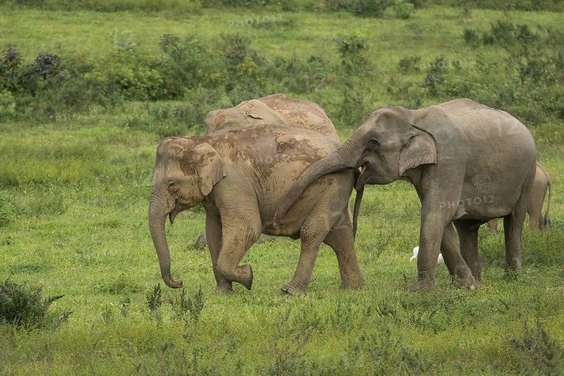 Indian elephants (Elephas maximus indicus) and gaur (Bos gaurus), Khiri Khan, Hua Hin, Kui Buri National Park, Thailand, Asia