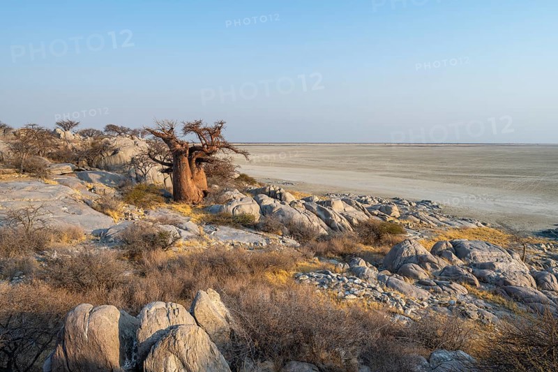 African baobab or baobab tree (Adansonia digitata), between round rocks, at sunrise, Kubu Island (Lekubu), Sowa Pan, Makgadikgadi Salt Pans, Botswana, Africa