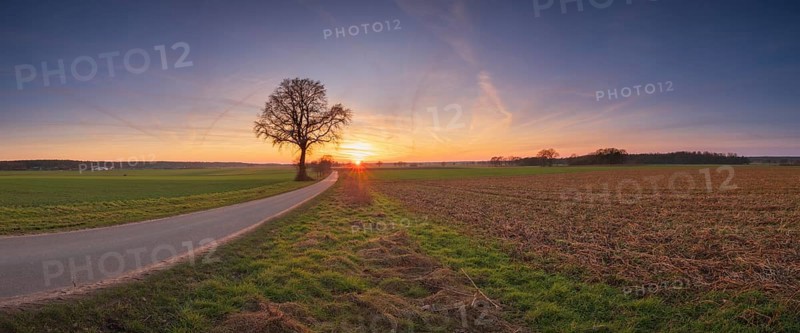 View along a road to a solitary tree in an agricultural environment with blue sky streaked with vapour trails at sunset, Panorama, Schneeren, Neustadt am Rübenberge, Hanover Region, Lower Saxony, Germany, Europe
