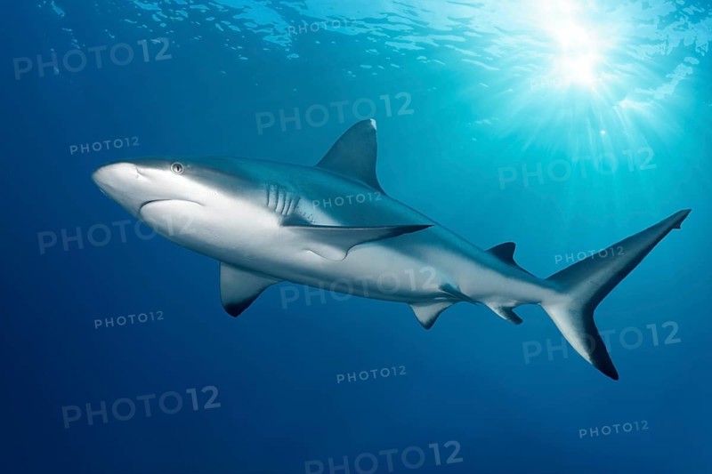 Grey reef shark (Carcharhinus amblyrhynchos), shark backlit by the sun, Great Barrier Reef, Great Barrier Reef, Unesco World Heritage Site, Coral Sea, Pacific Ocean, Cairns, Queensland, Australia, Oceania