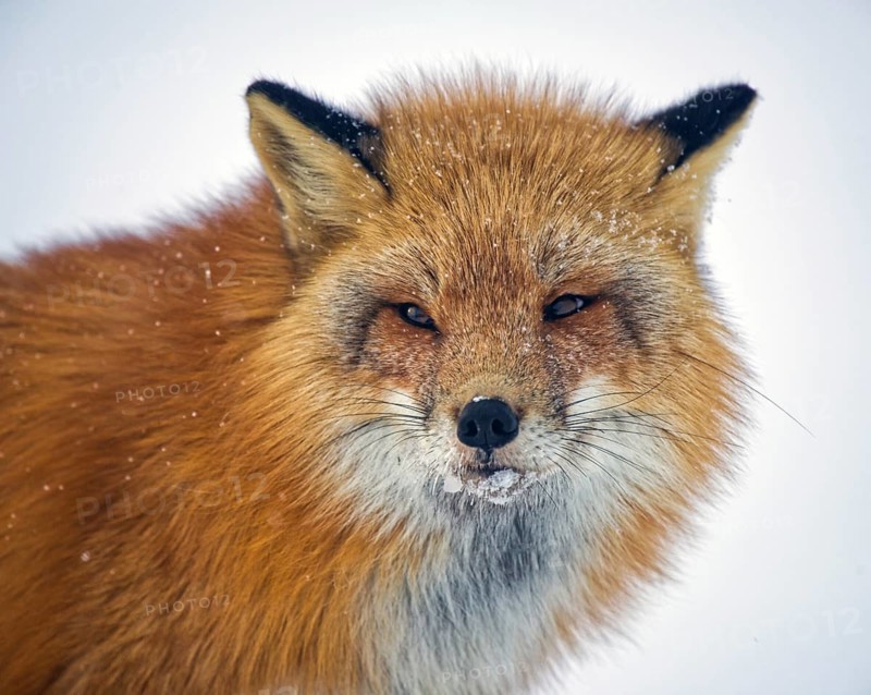 Red fox (Vulpes vulpes), winter, portrait, ice crusts and snowflakes on the face, Yukon Territory, Canada, North America