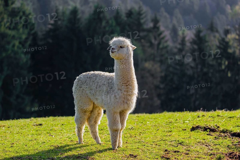 One young white Alpaca (Vicugna pacos) stands on a green meadow . A forest is in the distant background