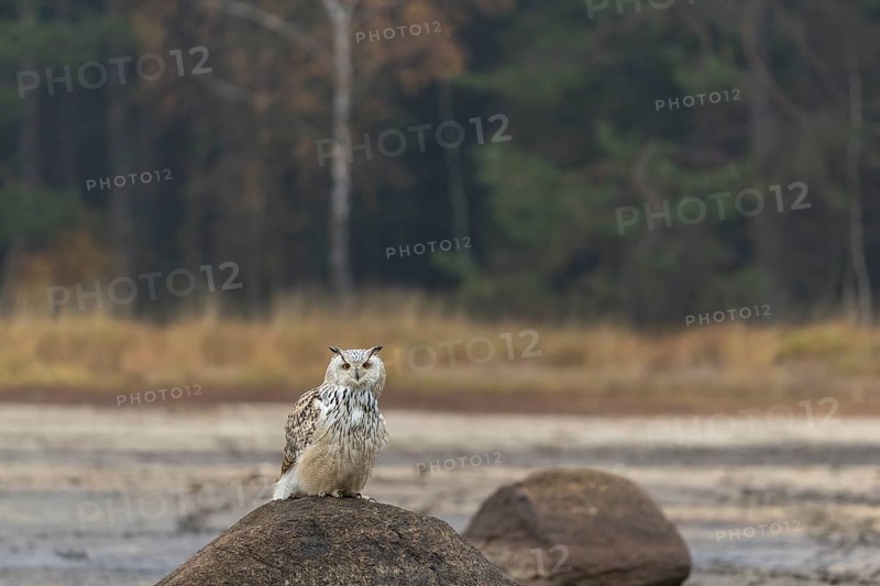 One Siberian Eagle Owl (Bubo bubo sibiricus) sitting on a rock at a dry lakeshore on an autumnal misty cold morning