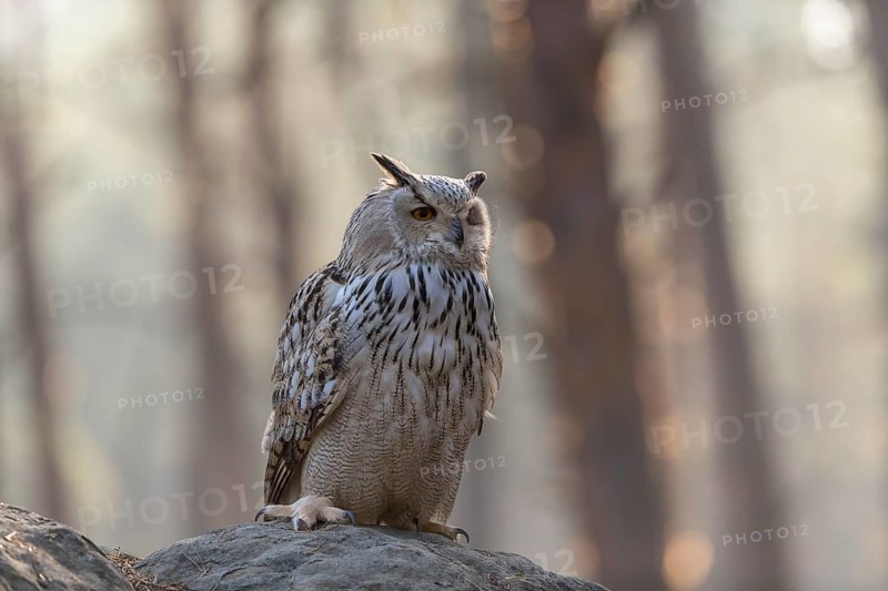 One Siberian Eagle Owl (Bubo bubo sibiricus) sitting on a rock in a forest