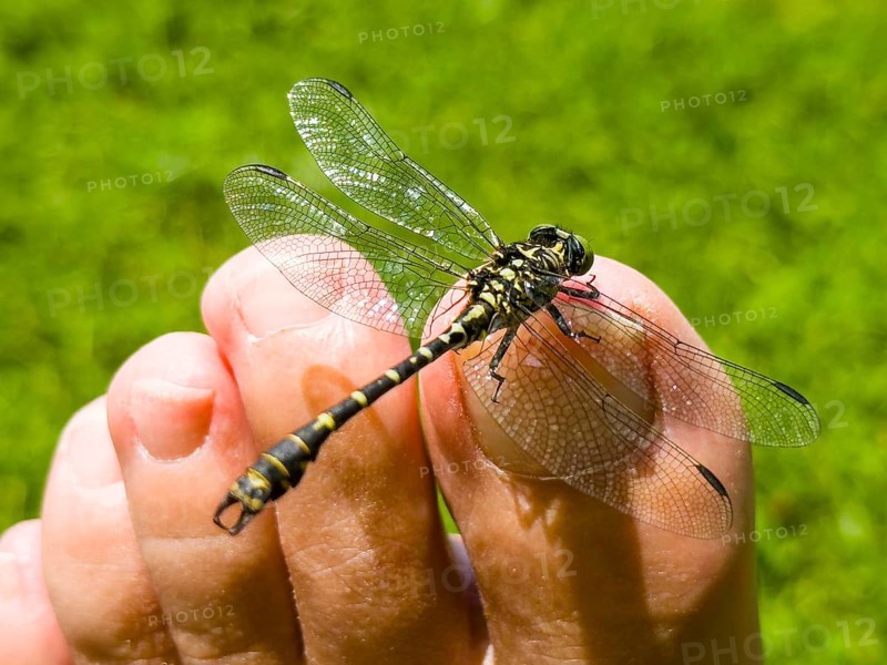 Onychogomphus forcipatus (Onychogomphus forcipatus) sitting on foot toe, Lake Neubeur, Bavaria, Germany, Europe