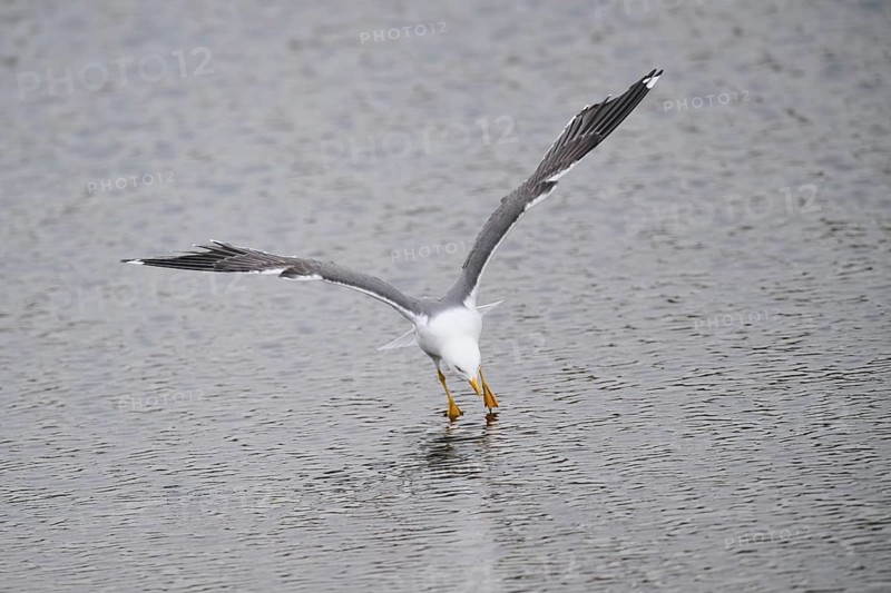 Yellow-legged gull (Larus michahellis) landing in the water, Düne, Helgoland, Schleswig-Holstein, Germany, Europe