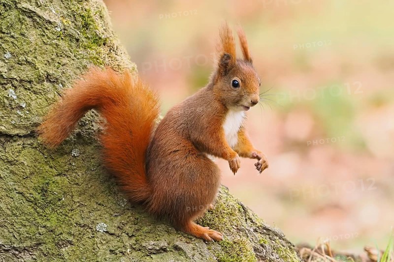 Squirrel (Sciurus vulgaris) sitting attentively on a tree trunk in an autumn forest, Hesse, Germany, Europe
