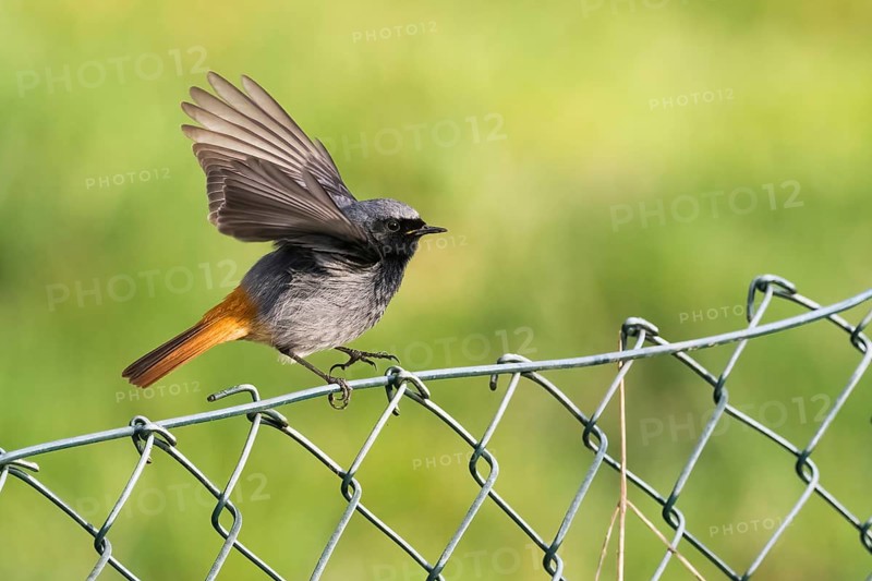 A redstart (Phoenicurus ochruros), male, with wings upstretched on a wire mesh fence against a green backdrop, Hesse, Germany, Europe