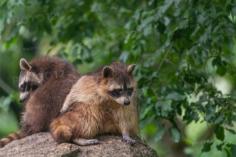Two adult Raccoons, Procyon lotor, sitting on a rock, grooming themselves. Green vegetation in the background