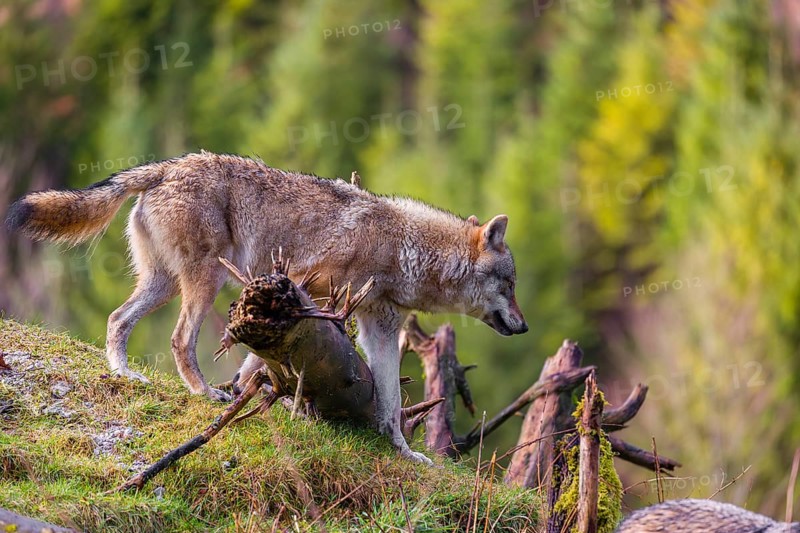 A eurasian gray wolf (Canis lupus lupus) runs down a hill across tree trunks