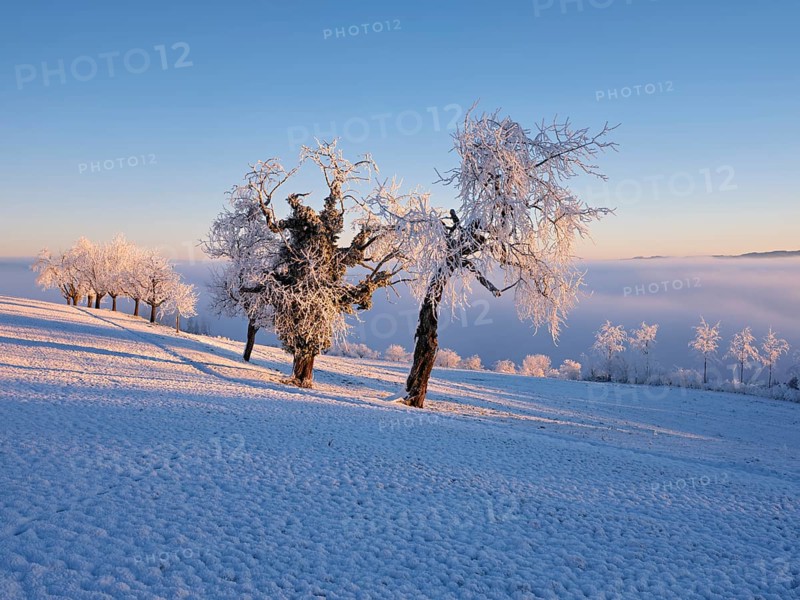 Trees in the rough in the light of the rising sun, behind the sea of fog over the Reuss valley, Beinwil, Freiamt, Horben, Canton Aargau, Switzerland, Europe
