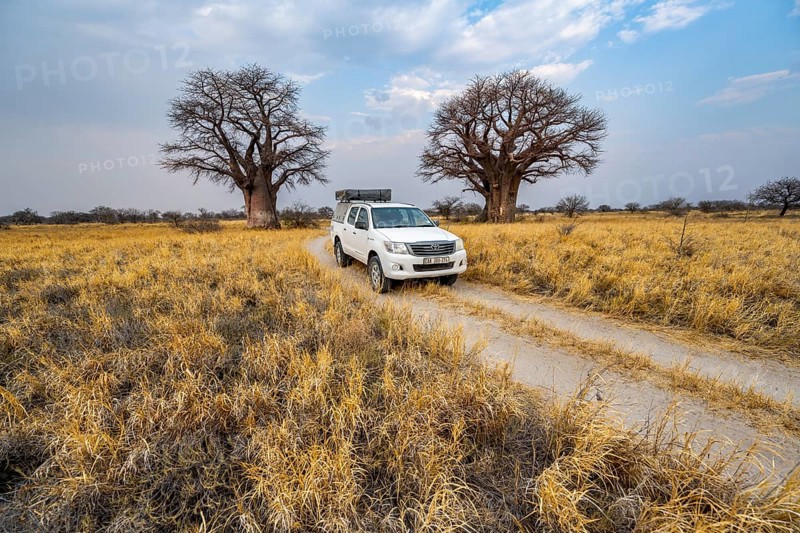 Off-road vehicle on a road, track between yellow dry grass leads to baobabs, Nxai Pan National Park, Botswana, Africa