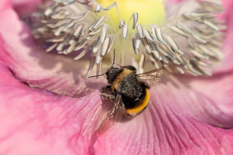 Buff tailed bumblebee (Bombus terrestris) adult bee feeding on a poppy flower in an urban garden in summer, England, United Kingdom, Europe