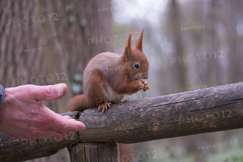 One Red squirrel or Eurasian red squirrel (Sciurus vulgaris) feeding on peanut. Trees in the background and a feeding hand in the left front