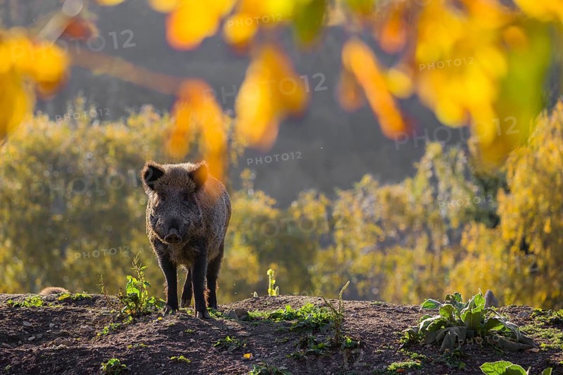 One wild boar or wild pig (Sus scrofa) stands on an opening. Early morning light and framed with some fall foliage