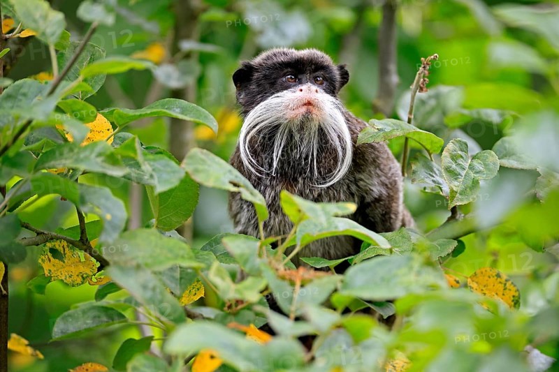 Emperor bearded tamarin (Saguinus imperator subgrisescens), adult, on tree, portrait, alert, South America