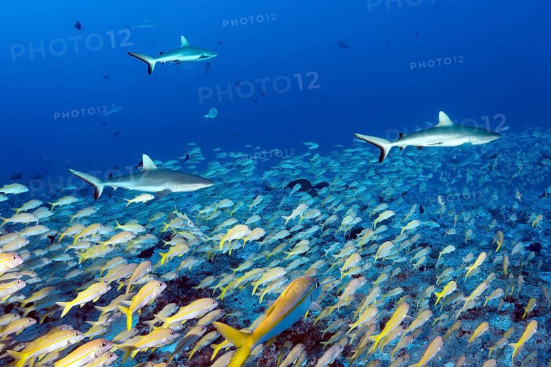 Three Grey reef sharks (Carcharhinus amblyrhynchos) hunting in a shoal of large schooling barbs (Mulloidichthys vanicolensis), South Pass Biosphere Reserve Fakarava Atoll, Tuamotu Archipelago, French Polynesia, South Pacific, Pacific Ocean, Oceania