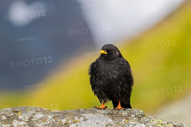 One young Alpine chough or yellow-billed chough (Pyrrhocorax graculus) stands on a rock in the Grossglockner Mountains region