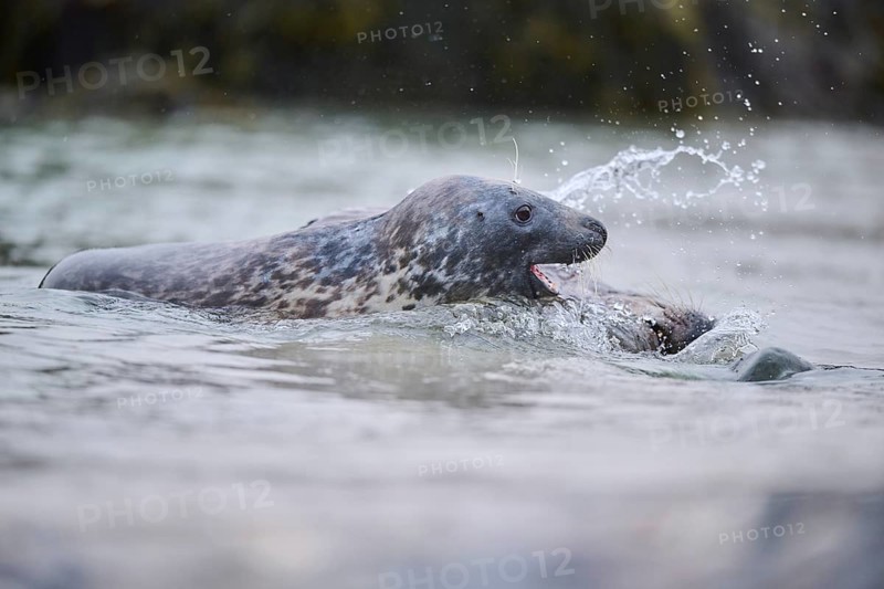 Grey seal (Halichoerus grypus) playing with each other in the water, sea, Düne, Helgoland, Schleswig-Holstein, Germany, Europe